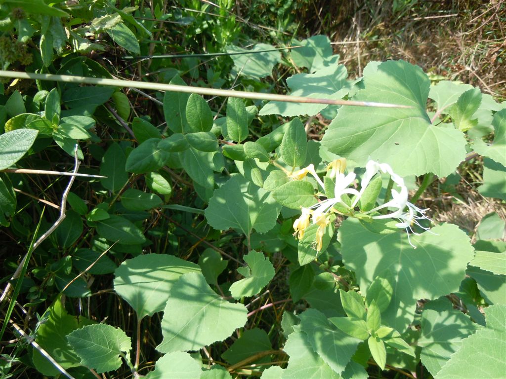 Lonicera japonica